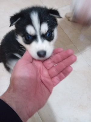 siberian husky