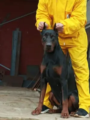 doberman pur race