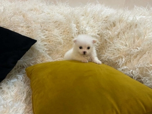 Chiots spitz pommairanie