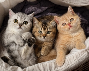 British shorthair