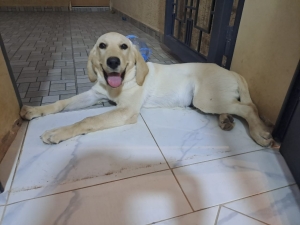 Chien labrador a vendre