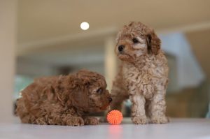 Poodle Toy Caniche Mâle Pedigree Elevage Responsable