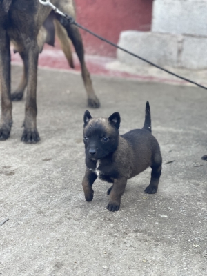 Chiots malinois pur