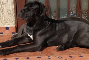 2 femelle cane corso