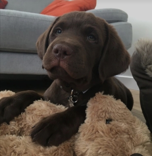 Race labrador marron chocolat