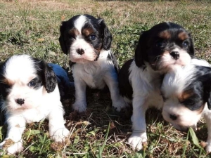 Cavalier king charles