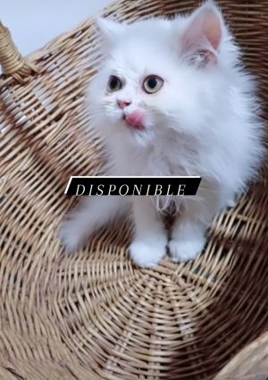 Persan chaton