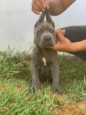 Cane Corso 🇮🇹