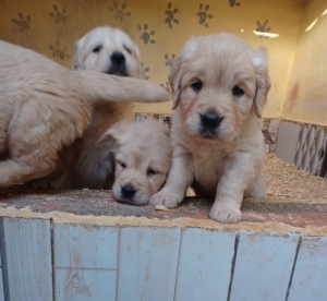 Golden retriever