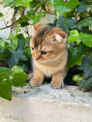 Scottish fold a vendre