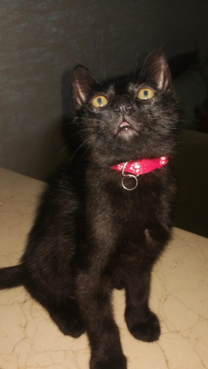 ! Adoption gratuite : chatons noirs 🐈‍⬛