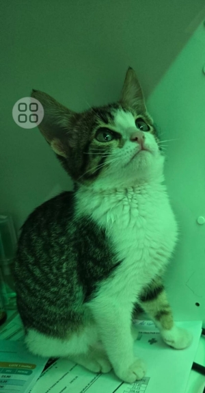 Chaton pour l adoption