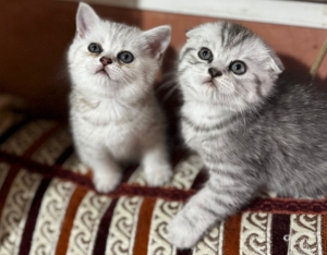 Scottish Fold et Scottish Straight. A vendre