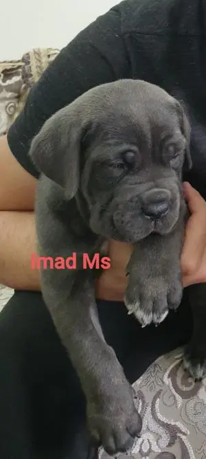 Chiot Cane corso femelle