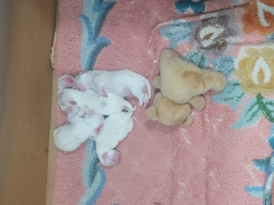 Bichon maltais