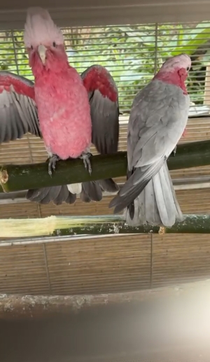 Perroquet cacatoés rosalbin