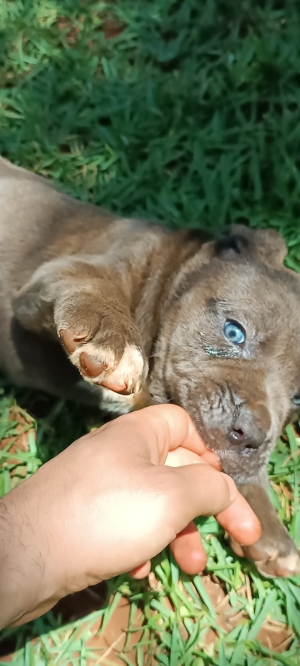 Chiots Cane corso 55 jours