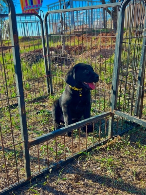Labrador Noir 🐾
