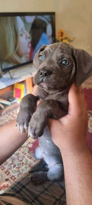 2 chiots male Cane Corso