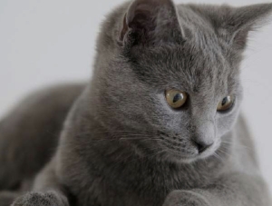 Chartreux