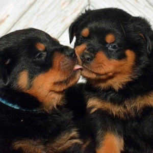 Rottweiler