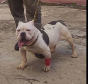 fem American bully