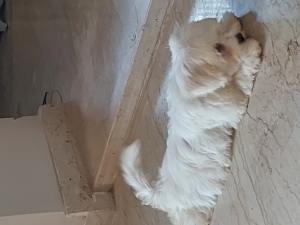 Bichon maltais