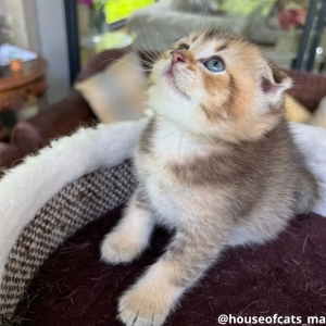 Scottish fold mâle