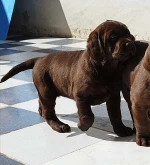 Labrador