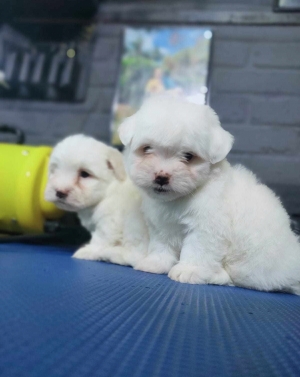 Bichon Maltais 💥