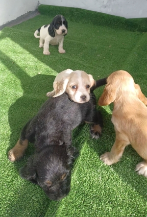 Cocker spaniel