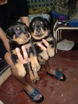 Chiens Rottweiler