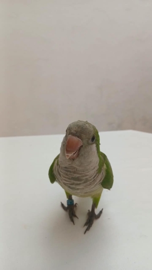 Quaker vert (Conure veuve)
