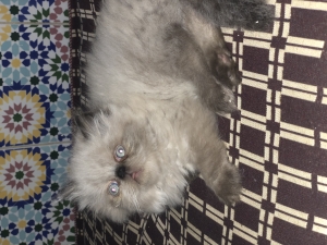 Chat persan