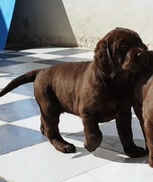 Labrador Chocolat