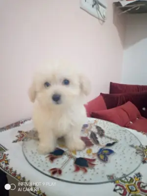 Bichon maltese