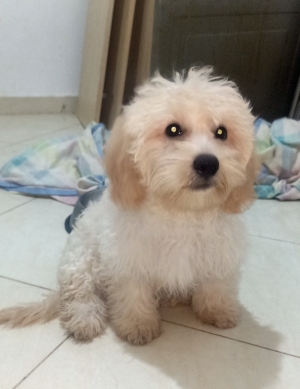 Bichon maltais