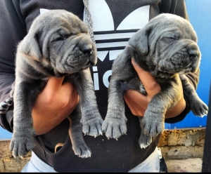 Cane Corso