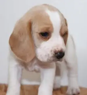 Chiots beagle bicolore et tricolore