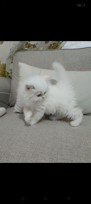Chats persans