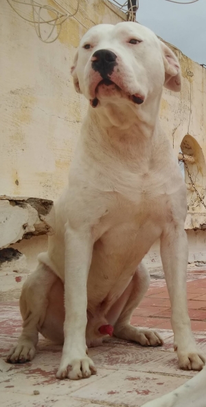 Dogo argentino