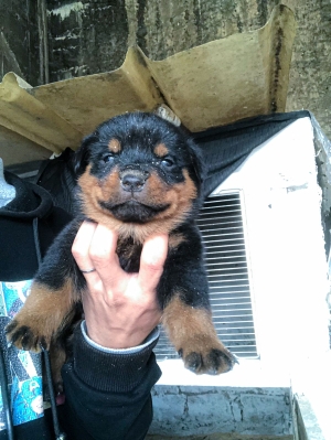 Rottweiller