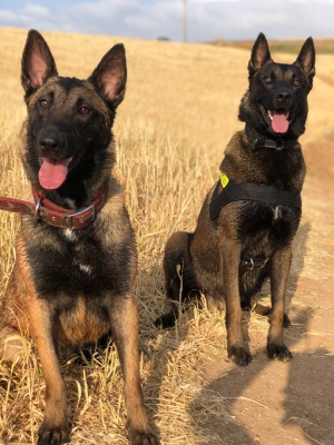 Des chiots malinois charbonnés