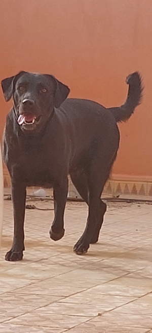ADOPTION