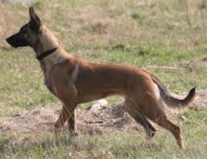 CHIENNE MALINOIS