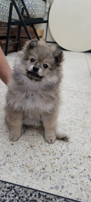 Chien spitz nain