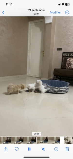 Bichon havanais