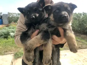 Chiots berger allemand  femelles