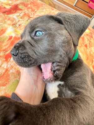 Chiots CANE CORSO