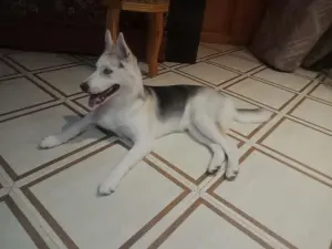 Husky